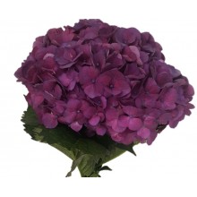 Hydrangea S-Collection Jumbo Raspberry