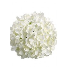 Hydrangea S-Collection White Premium - Headsize 19-21cm