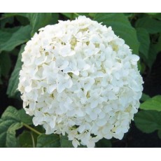 Hydrangea - White Jumbo