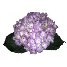 Hydrangea S-Collection Elite Lavender