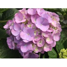 Hydrangea K-Collection Candy Floss Milka
