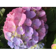 Hydrangea K-Collection Candy Floss Pink/Blue 
