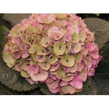 Hydrangea K-Collection Tropical Pink Green 