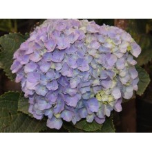 Hydrangea K-Collection Tropical Blue 