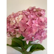 Hydrangeas G-Collection Pink- Headsizes 25 cm ++