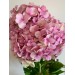 Hydrangeas G-Collection Pink- Headsizes 25 cm ++