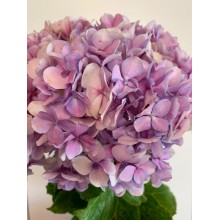 Hydrangeas G-Collection Purple - Headsizes 25 cm ++