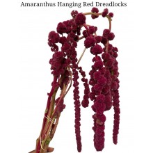 Amaranthus Hanging Red Dreadlock Fresh Vanderfax 