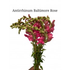 Antirrhinum Baltimore Rose/ Snapdragons 