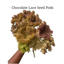 Chocolate Lace Seed Pods Vanderfax