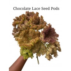 Chocolate Lace Seed Pods 