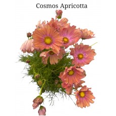 Cosmos Apricotta 