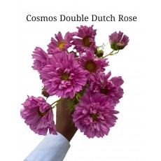 Cosmos Double Dutch Rose 