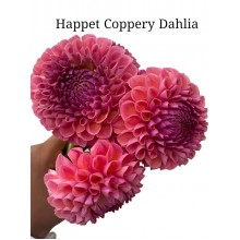 Dahlia Happet Coppery Dahlia 